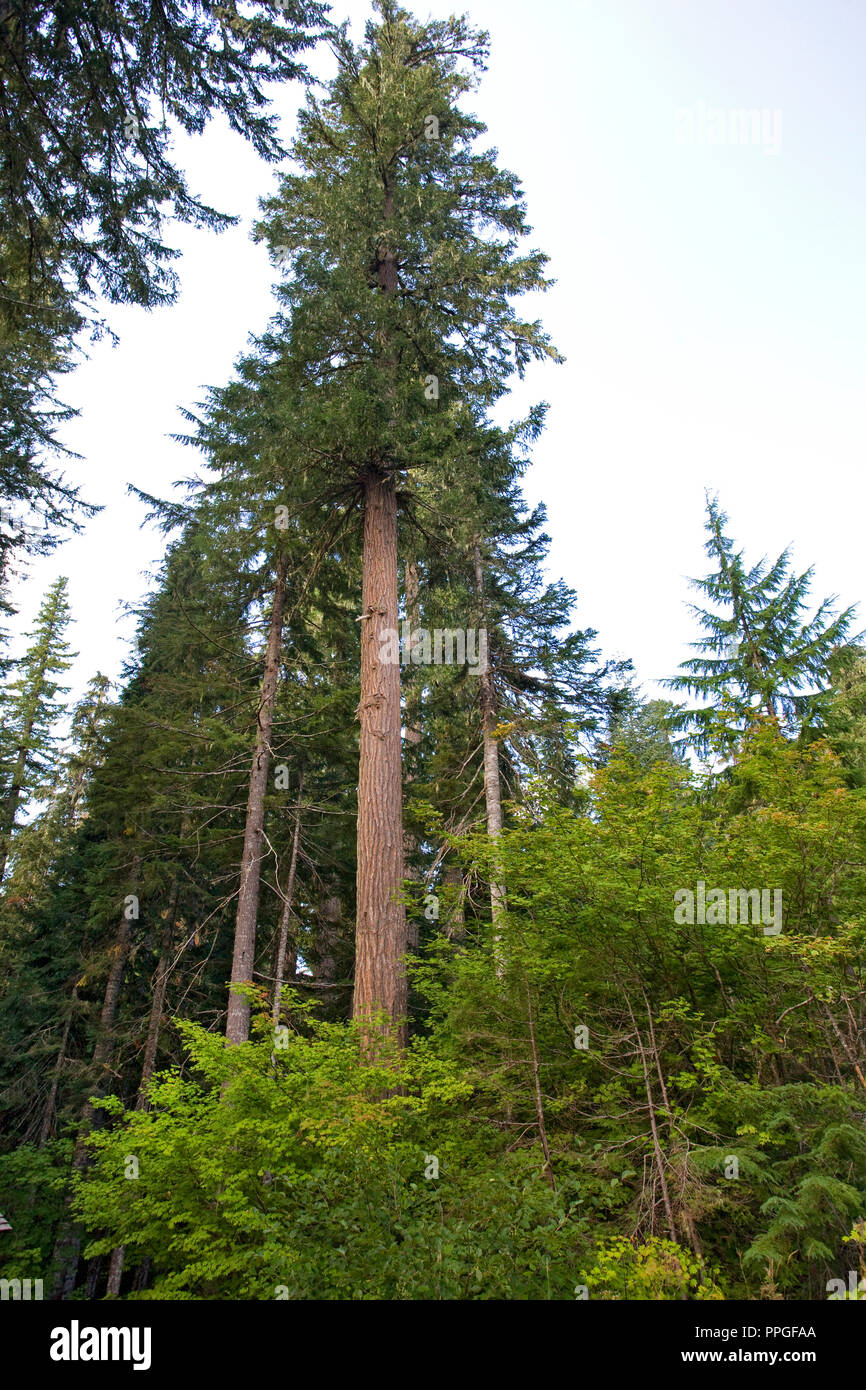 A towering old growth Douglas-fir tree, Pseudotsuga menziesii, in a temperate rain forest in the Pacific Northwest. Stock Photo