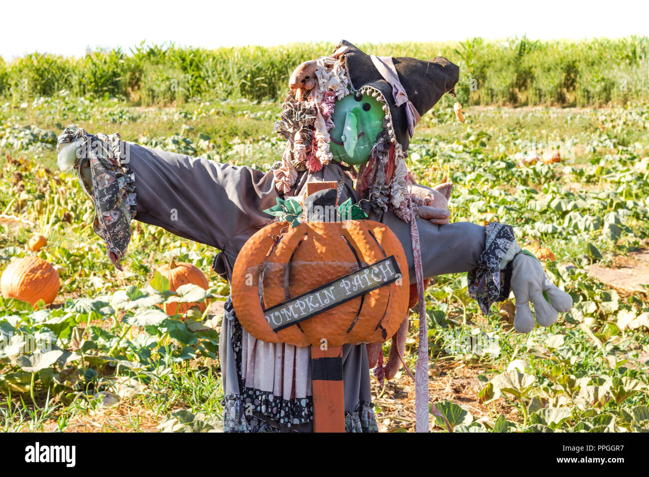 Halloween party celebration with a close up of a fun friendly green face witch scarecrow in a pumpkin patch with pumpkin patch sign standing in a pump Stock Photo