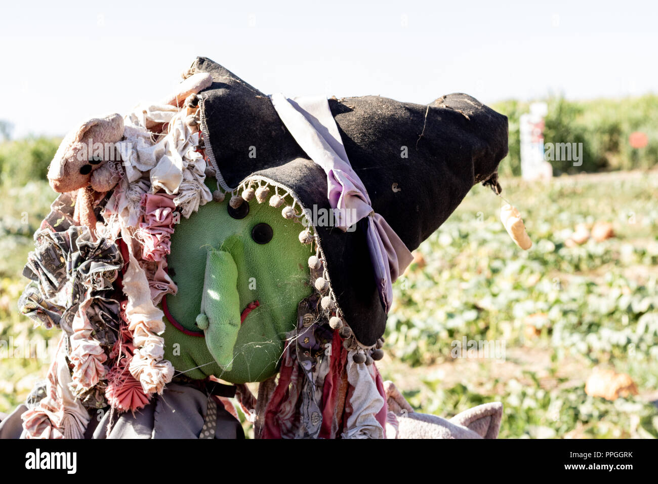 Halloween party celebration with a close up of a fun friendly green face witch scarecrow in a pumpkin patch Stock Photo