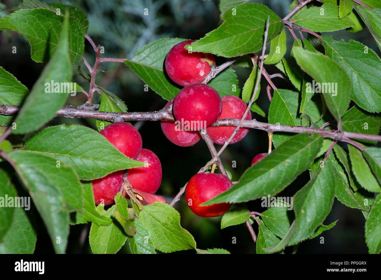 Wild plum prunus americana hires stock photography and images Alamy