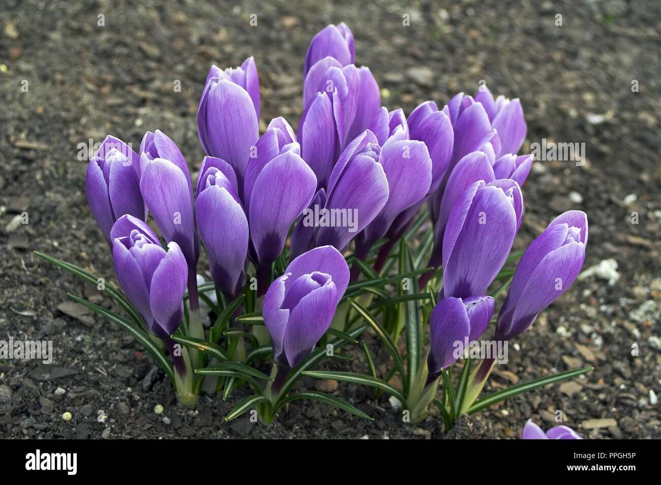 Purple crocuses bloom beautifully and enjoy the eyes. Fioletowe krokusy pięknie kwitną i cieszą oczy. Stock Photo