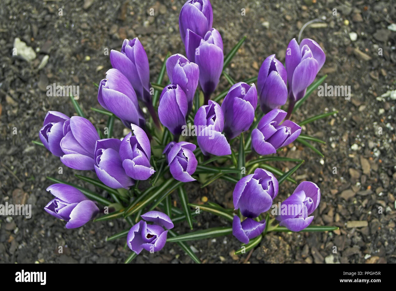 Purple crocuses bloom beautifully and enjoy the eyes. Fioletowe krokusy pięknie kwitną i cieszą oczy. Stock Photo