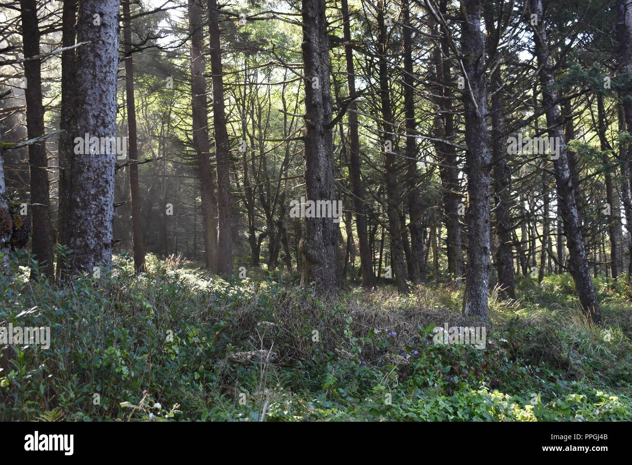 Oregon Coastal Trees Stock Photo