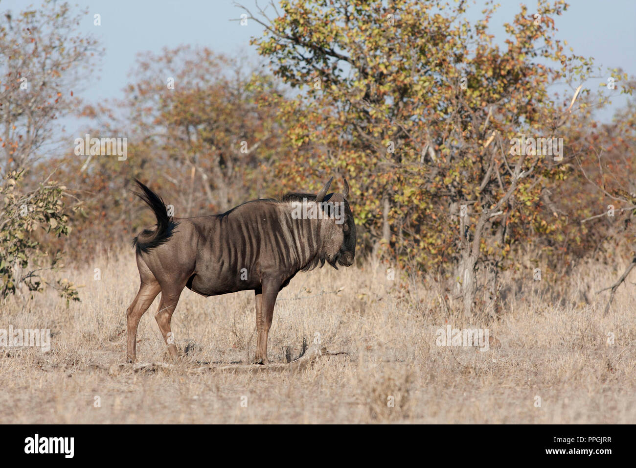 A male Wildebeest takes a stand in the African bush Stock Photo