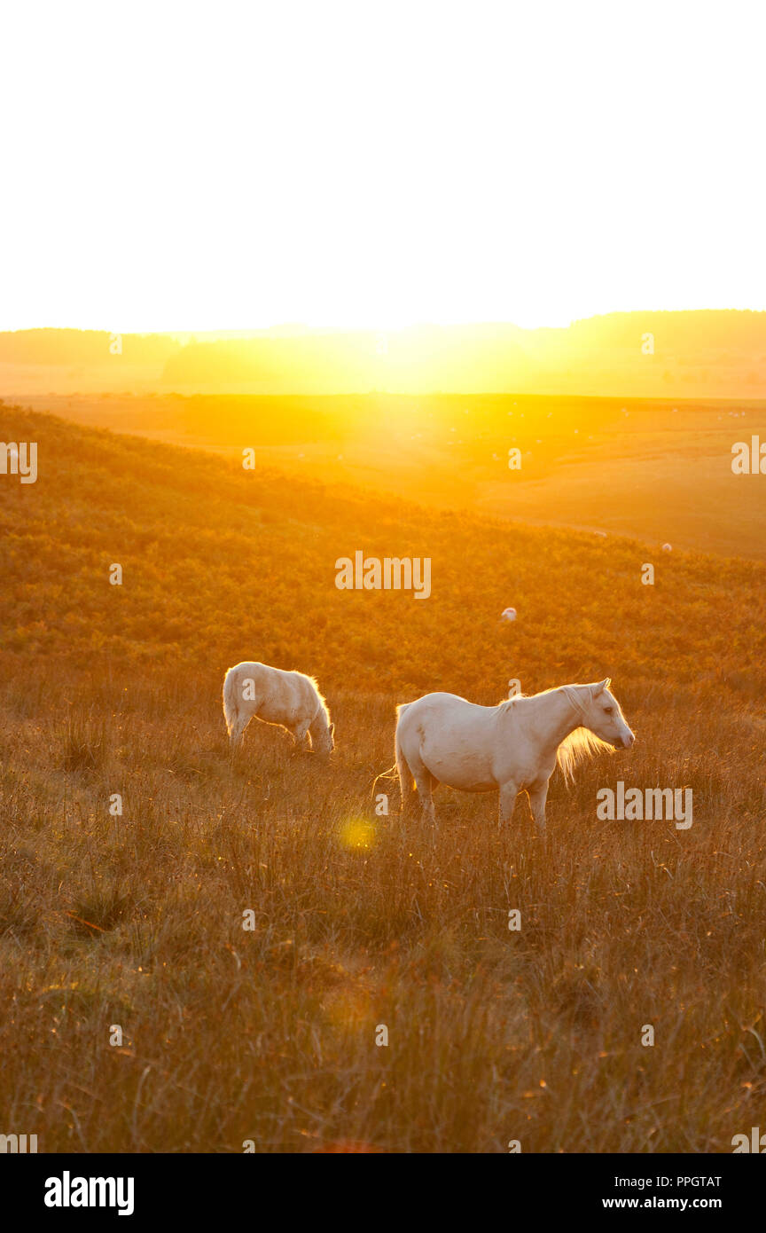 Builth Wells, Powys, UK. 25th September 2018. Welsh Mountain Ponies graze on the Mynydd Epynt moorland at sunset after a beautiful fine autumn day of sunshine  in Powys, Wales, UK. © Graham M. Lawrence/Alamy Live News Stock Photo
