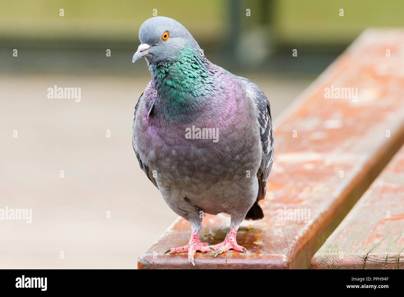Dove taube hi-res stock photography and images - Alamy