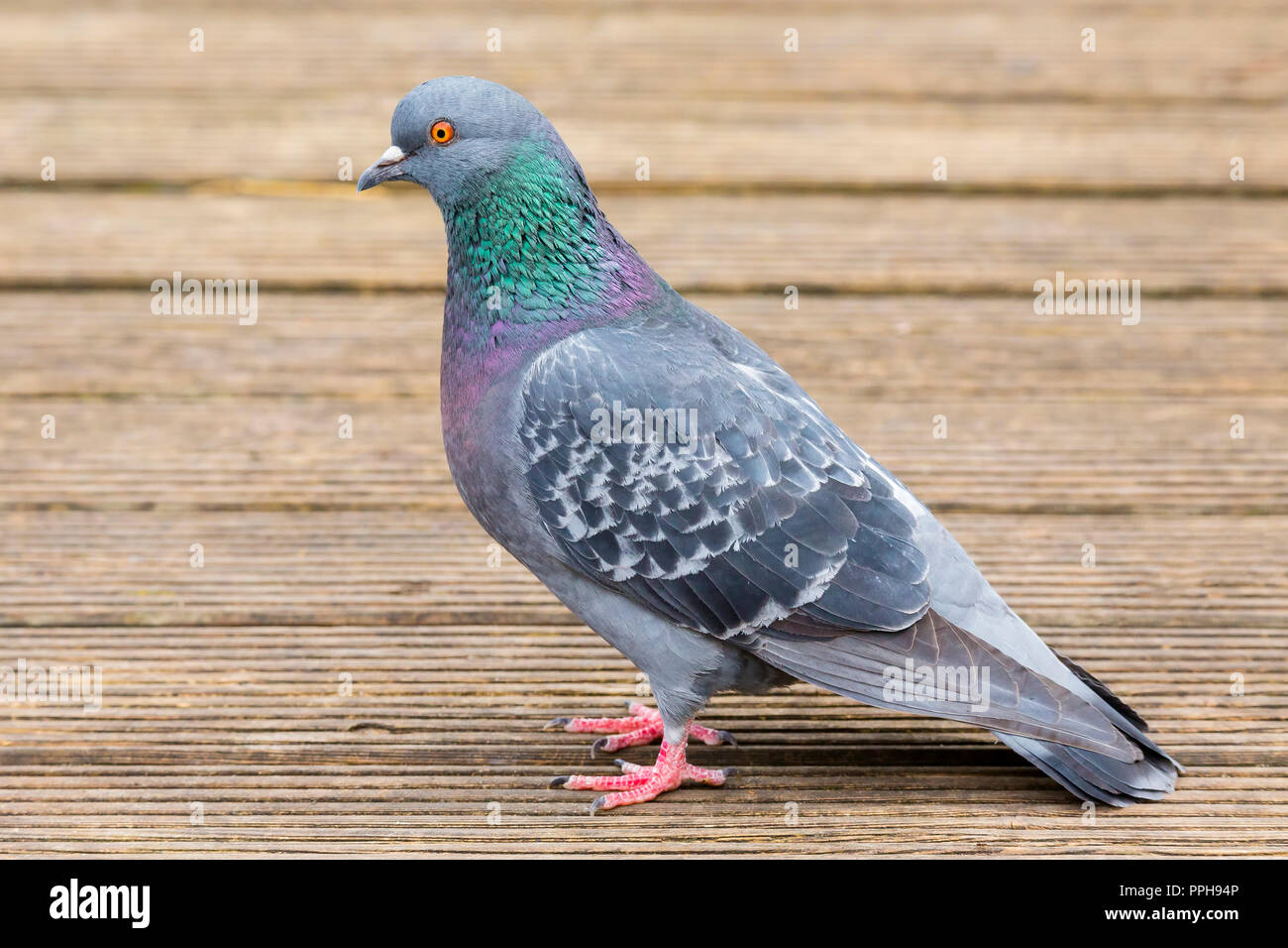 Dove taube hi-res stock photography and images - Alamy