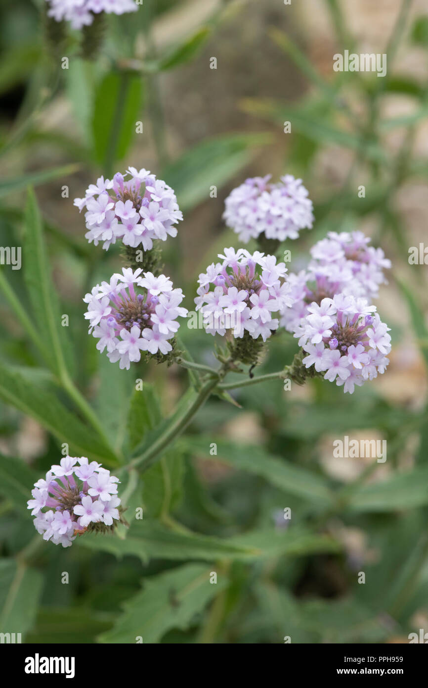 Verbena rigida f. lilacina ‘Polaris’. Slender vervain 'Polaris' flowers Stock Photo