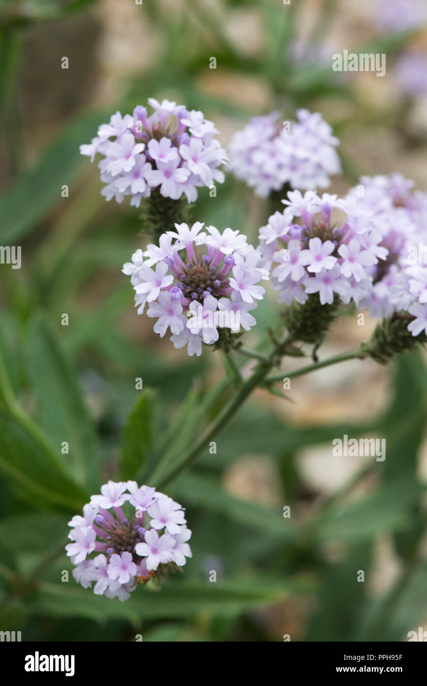Verbena rigida f. lilacina ‘Polaris’. Slender vervain 'Polaris' flowers Stock Photo