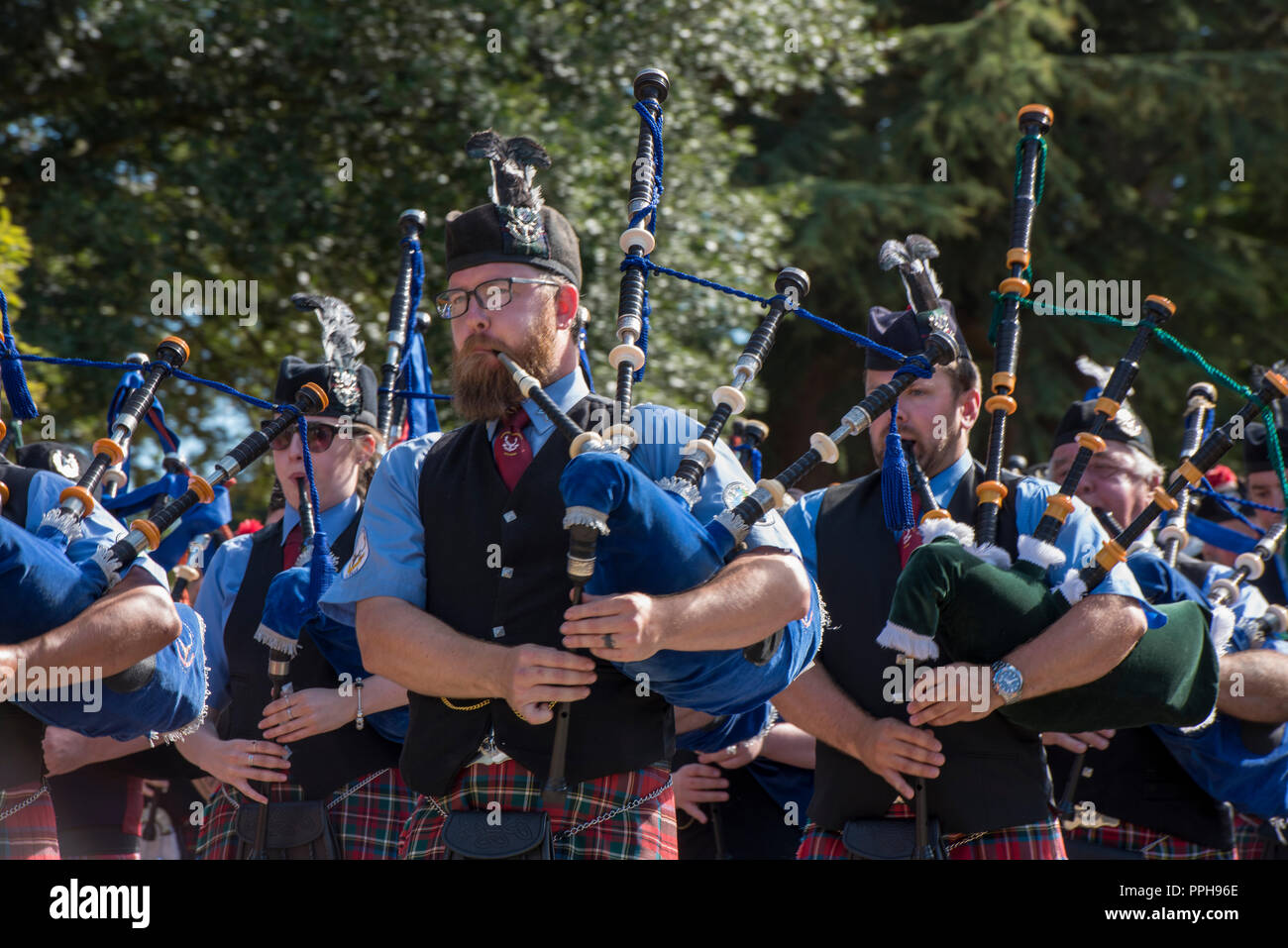 pipes and drums in a bagpipes scottish marching band Stock Photo Alamy