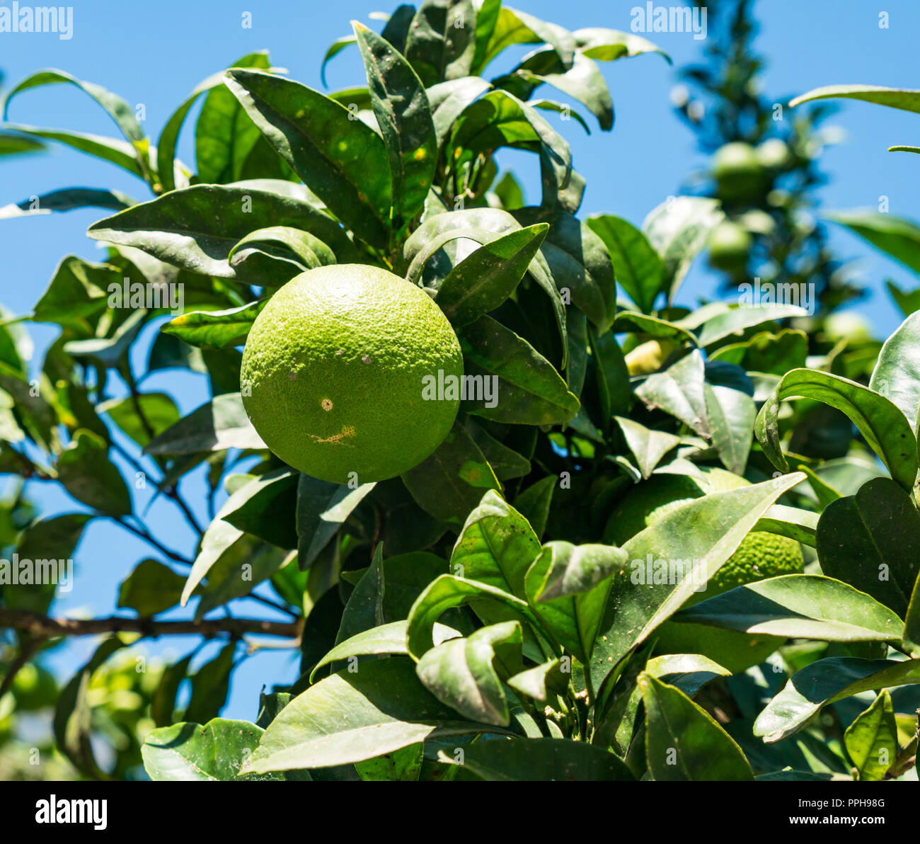Oranges growing on tree in hires stock photography and images Alamy