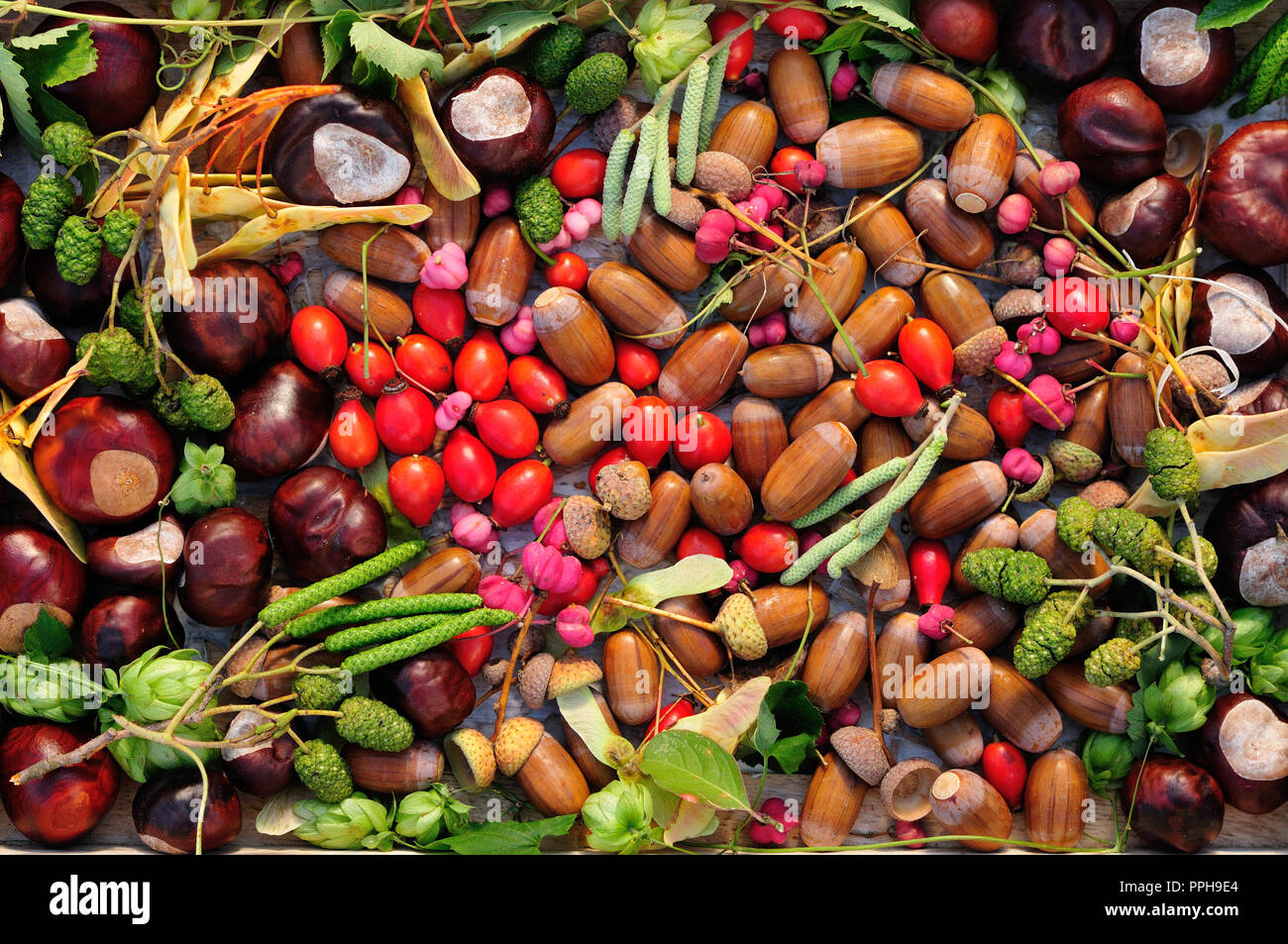 Autumn berries, seeds and fruits Stock Photo
