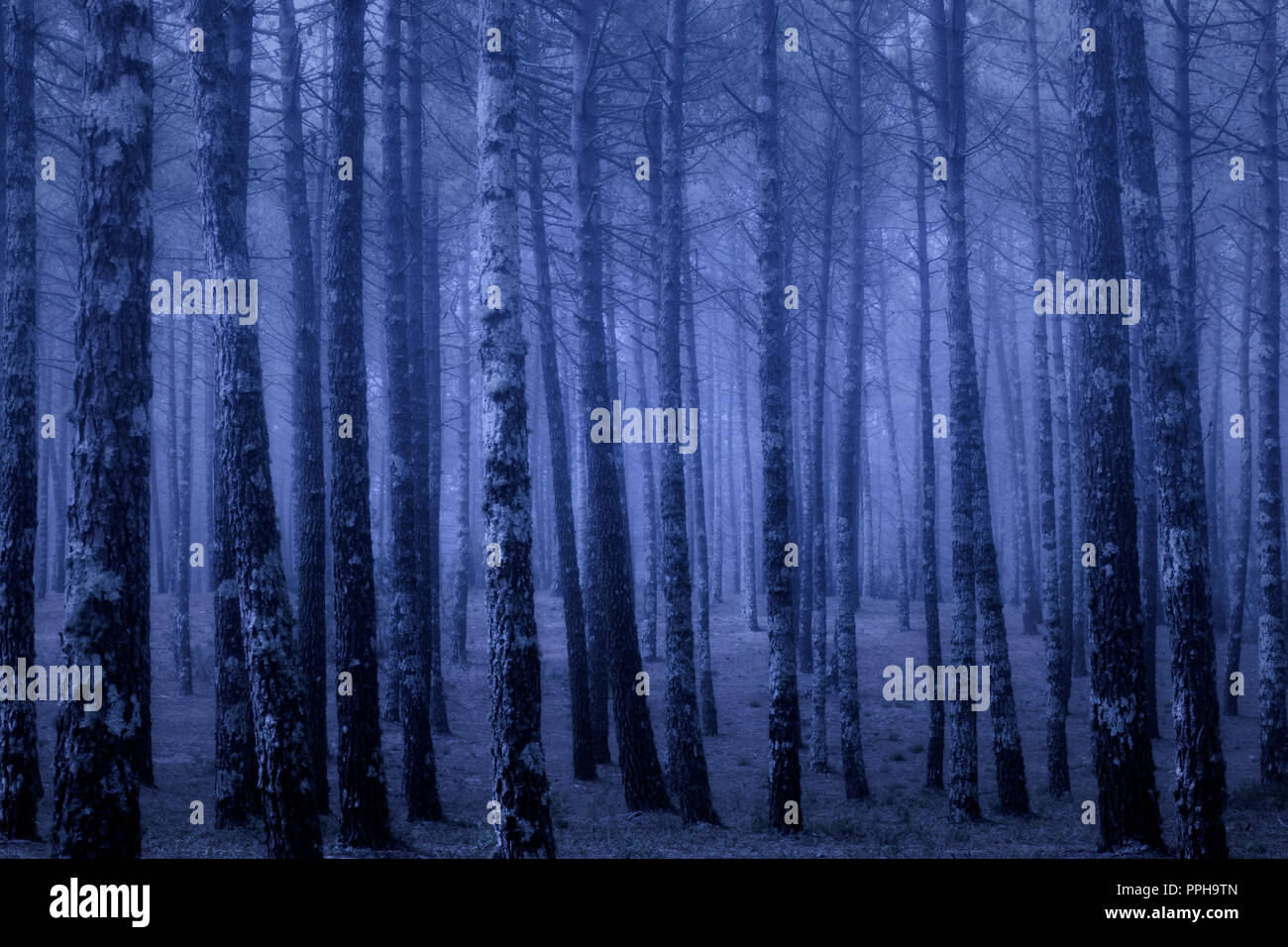 Dark foggy forest at dusk or night Stock Photo - Alamy