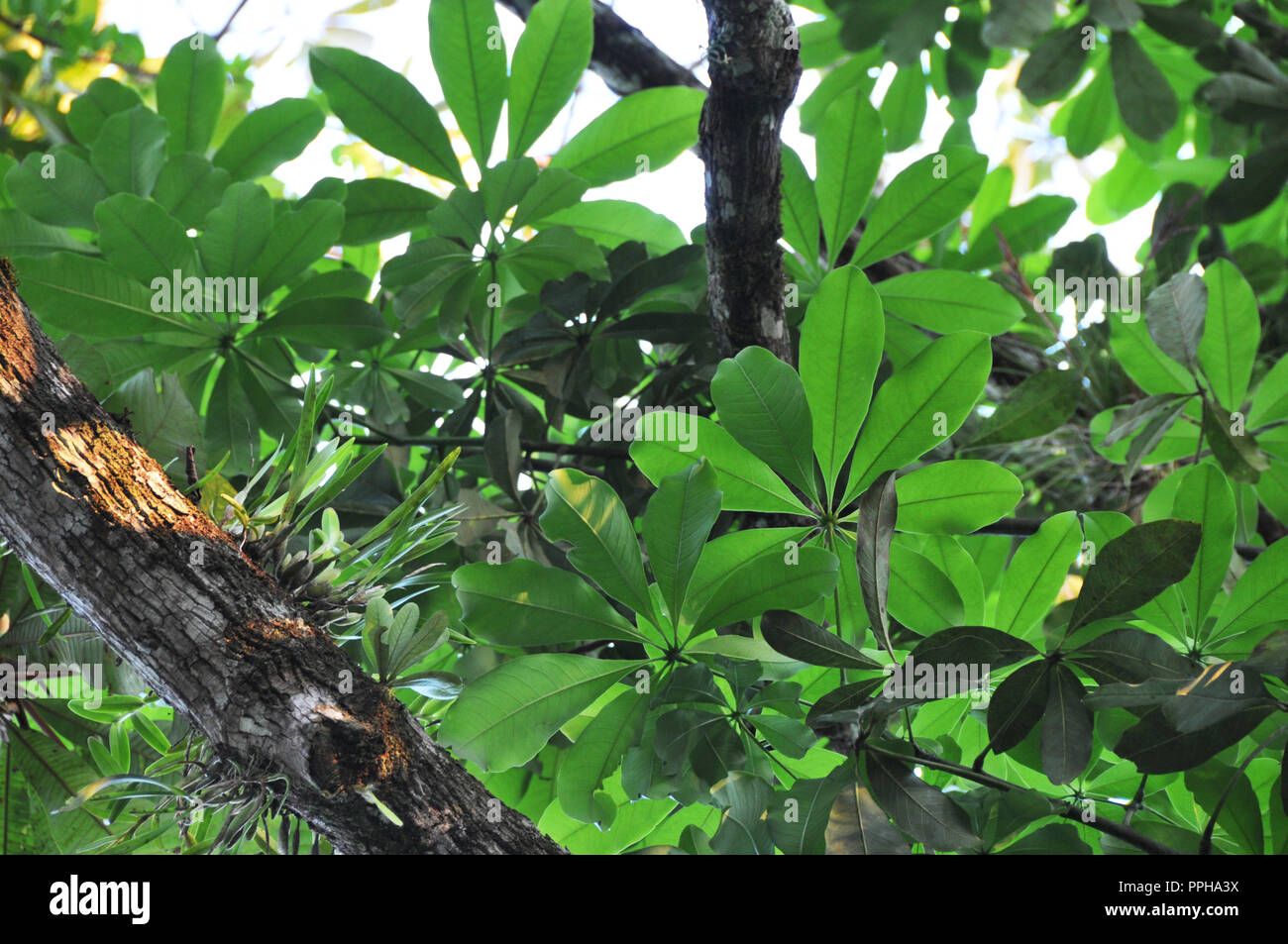 Indegenious Of Mexico High Resolution Stock Photography and Images - Alamy