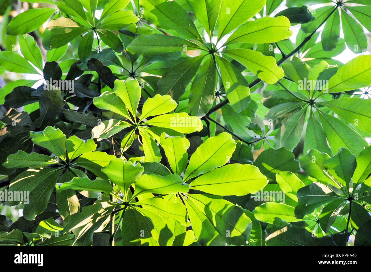Indegenious Of Mexico High Resolution Stock Photography and Images - Alamy