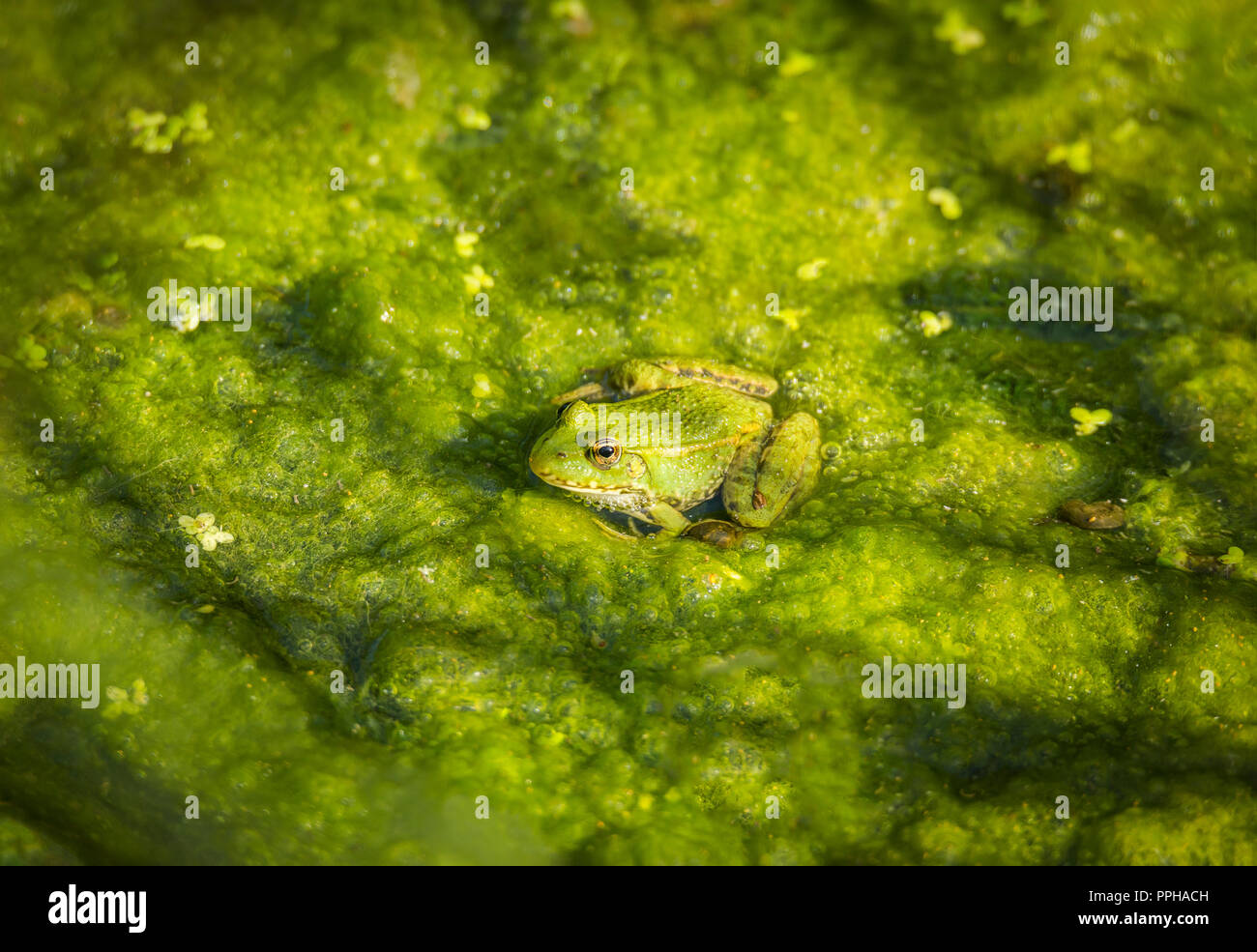 Tree frog Stock Photo