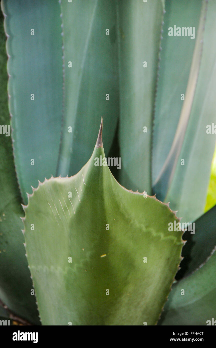 Indegenious of mexico hi-res stock photography and images - Alamy