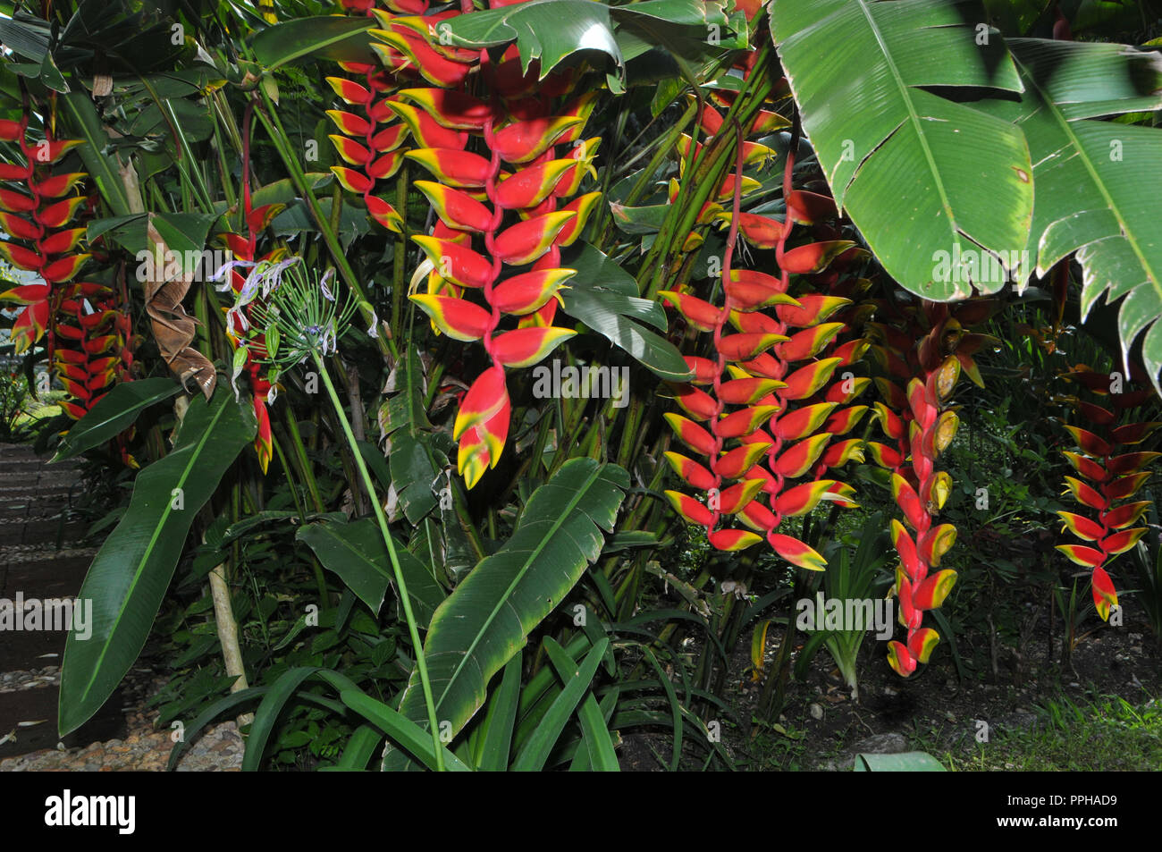 Indegenious Of Mexico High Resolution Stock Photography and Images - Alamy