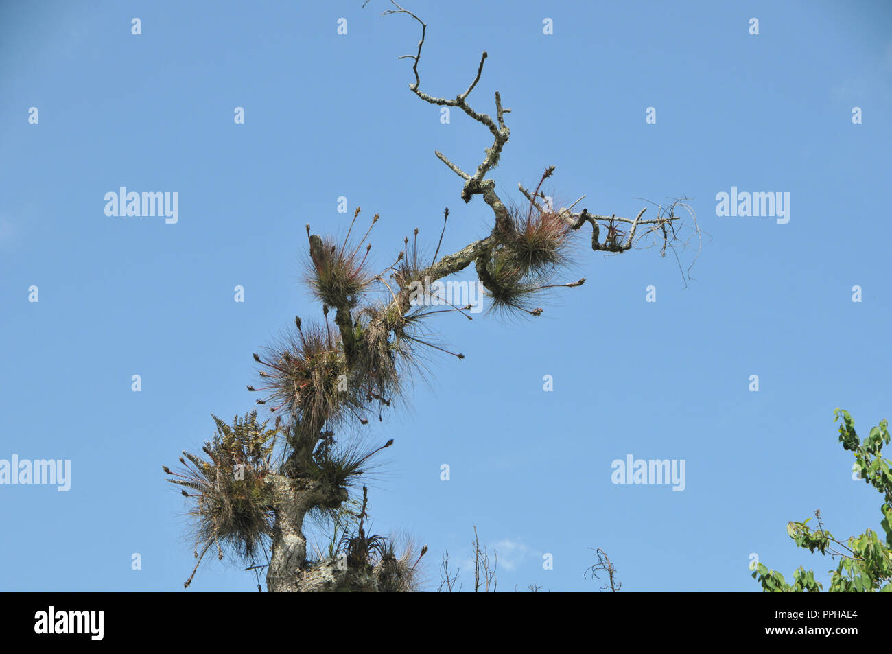 Indegenious Of Mexico High Resolution Stock Photography and Images - Alamy