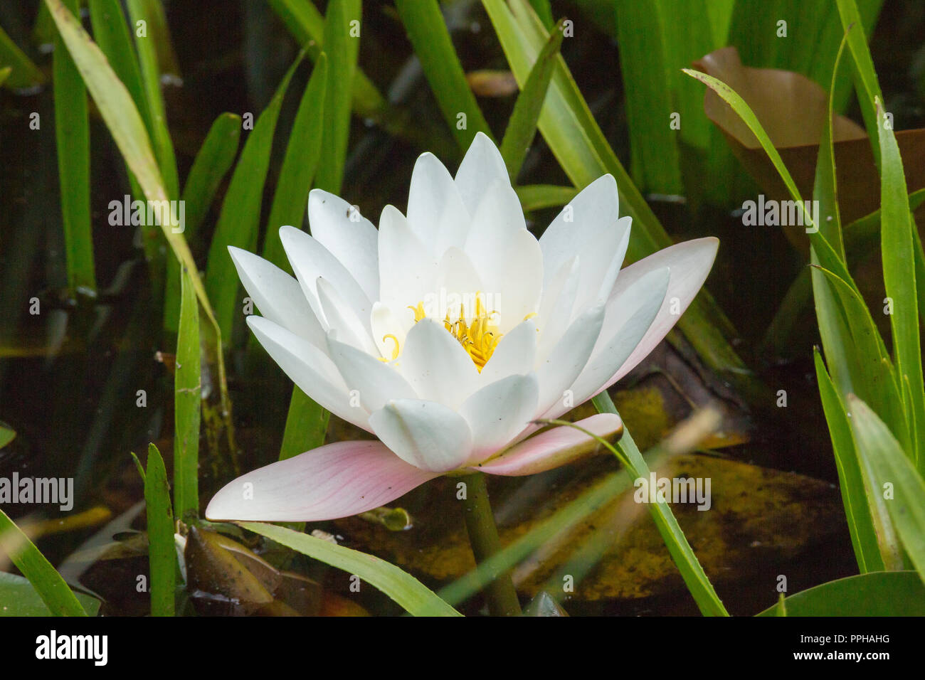 Seerose, water lily Stock Photo