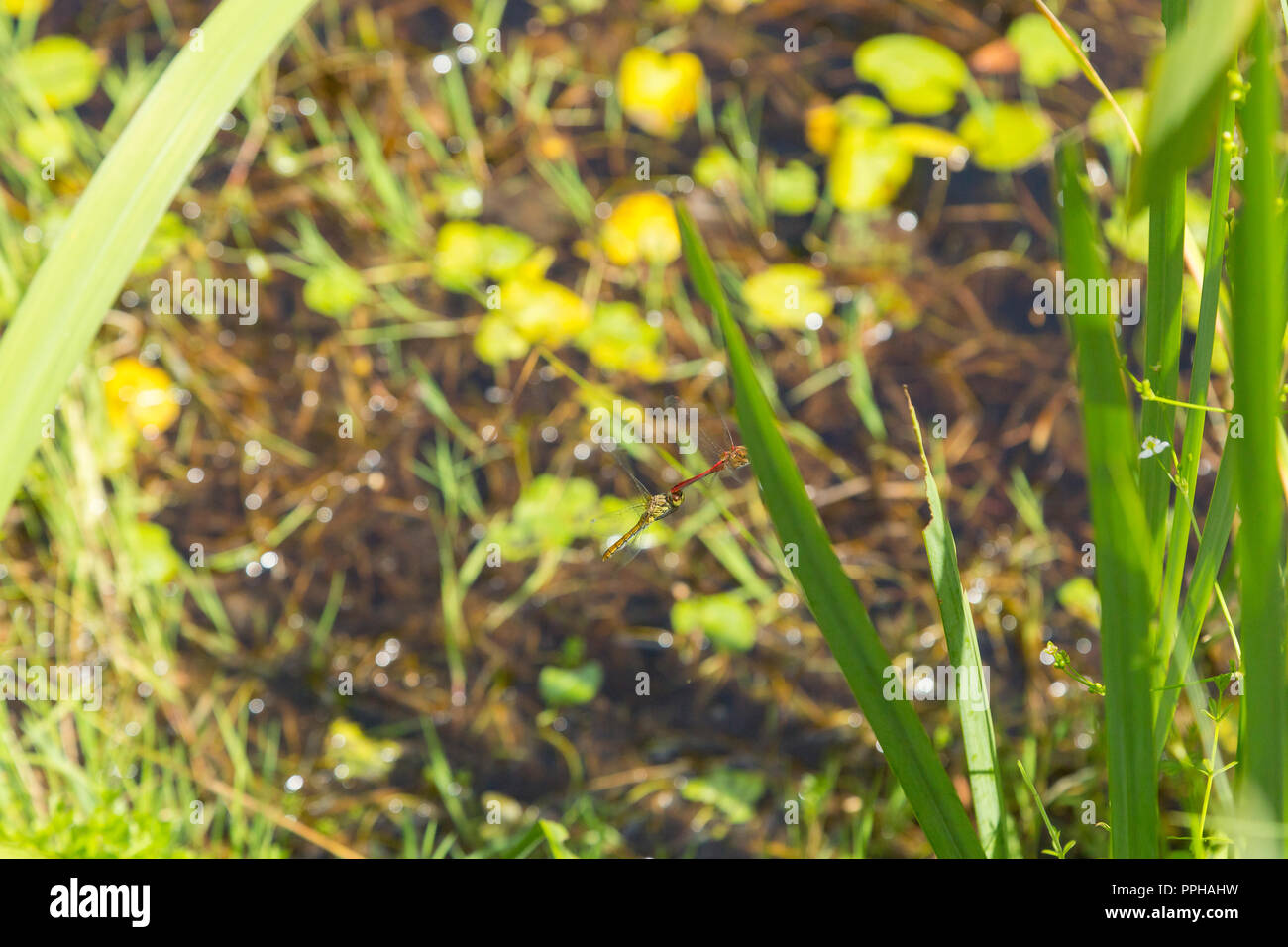 Sympetrum striolatum Stock Photo