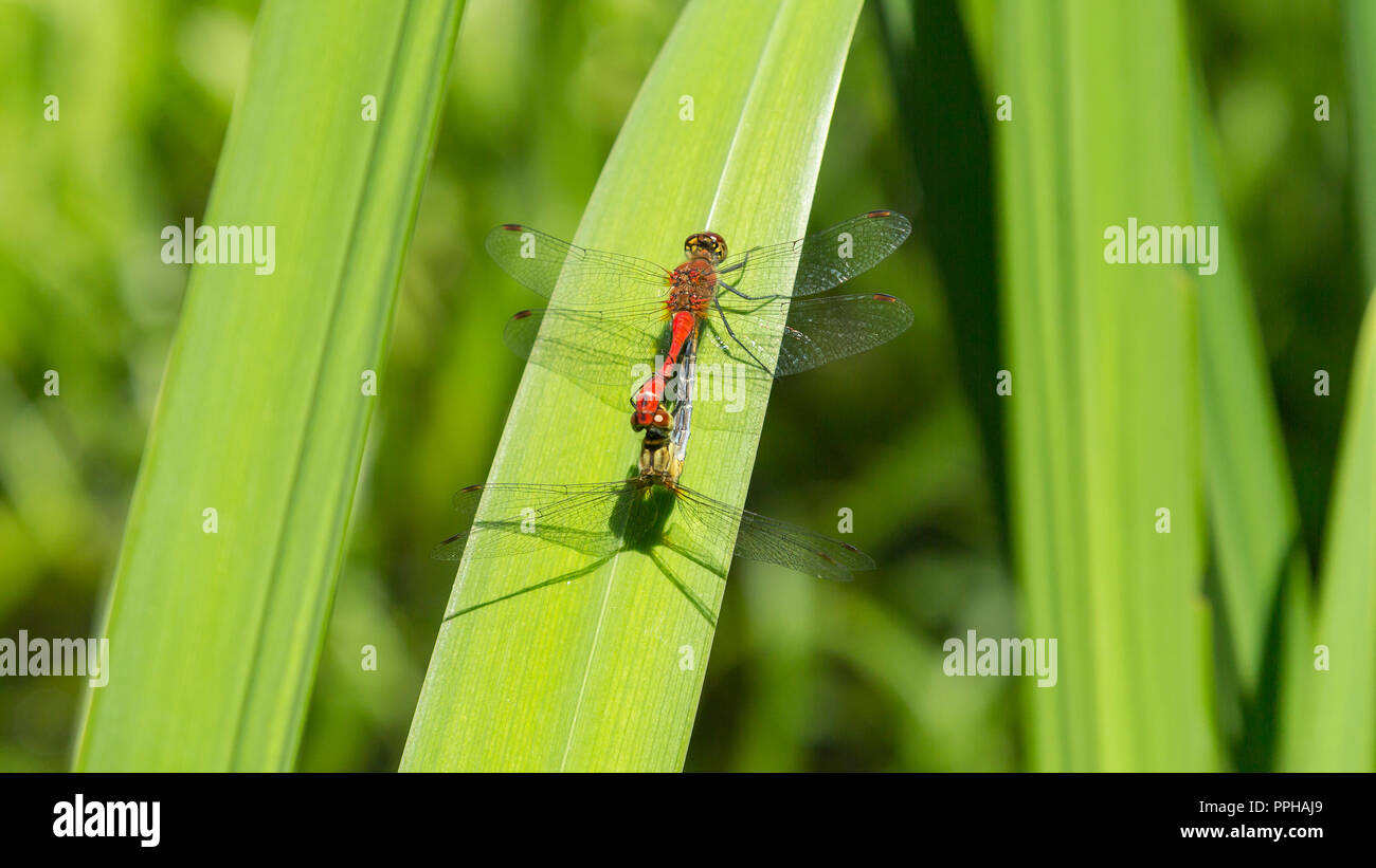 Dragonfly couple Sympetrum striolatum Stock Photo