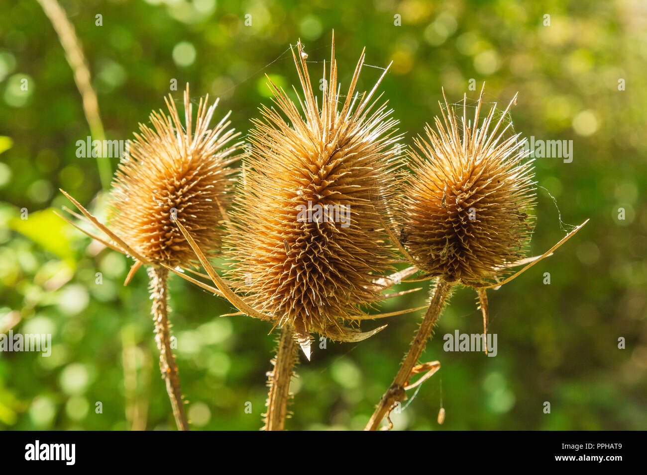 Korbblütler hires stock photography and images Alamy