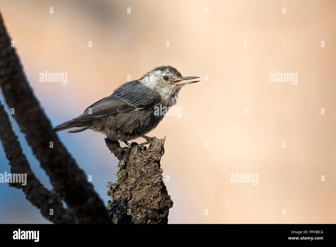 Songbird aves avian nature wildlife hires stock photography and images