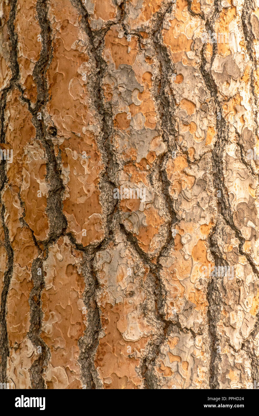 Red pine tree bark vertical texture or background Stock Photo