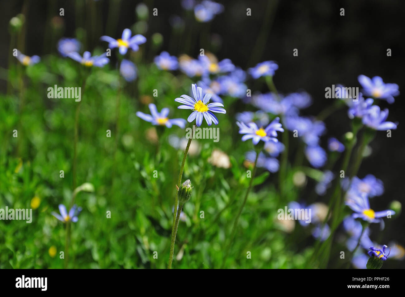 close-up of aster flower with blue florets in a flower box Stock Photo