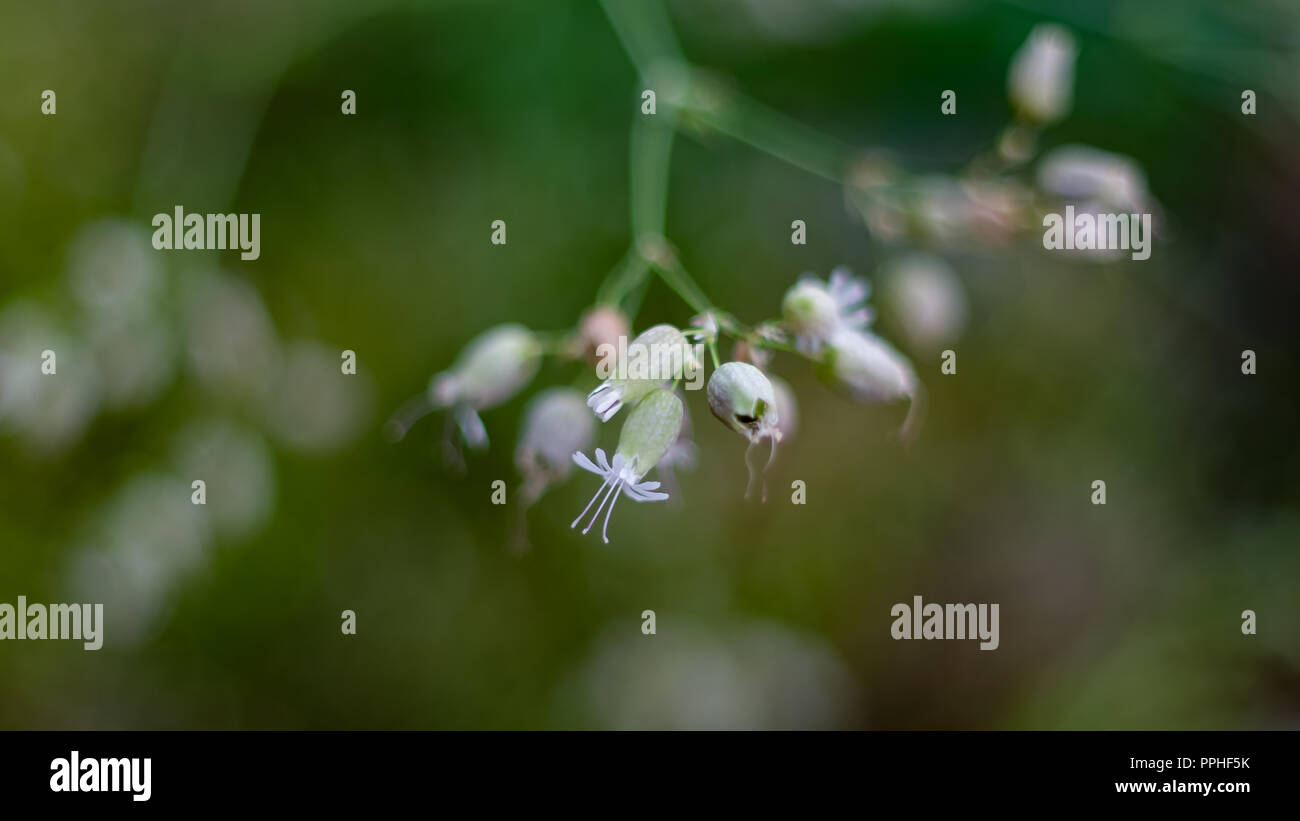Macro image of beautiful flowers of Bladder Campion, Silene vulgaris, in the forest on a summer morning Stock Photo