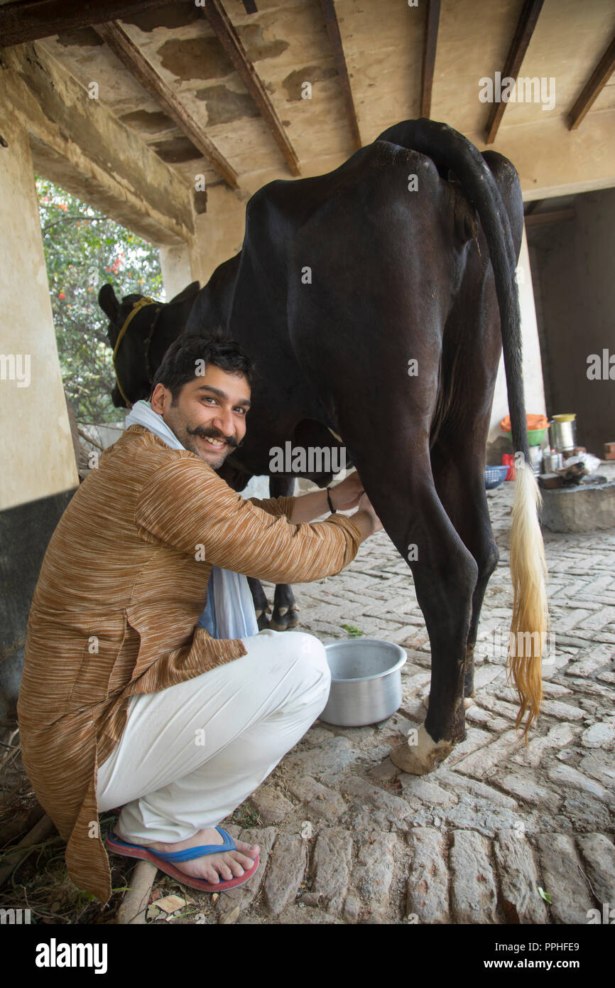 Milking a cow in india hi-res stock photography and images