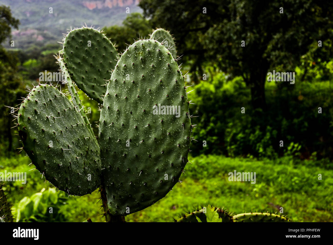 Rancho santa Barbara y Reserva Monte Mojino de la Natural Culture