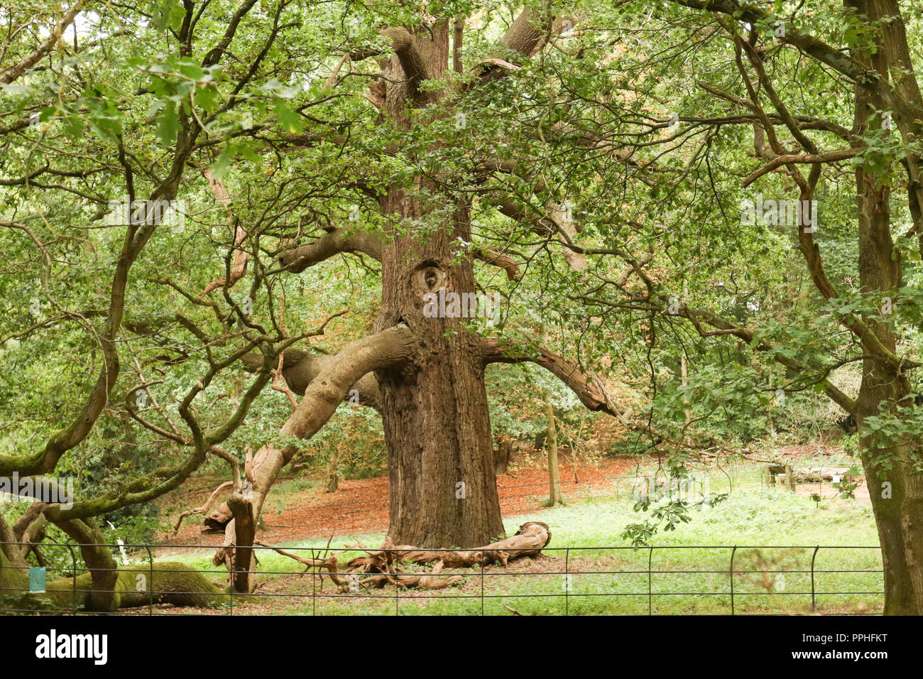 Largest oak tree hires stock photography and images Alamy