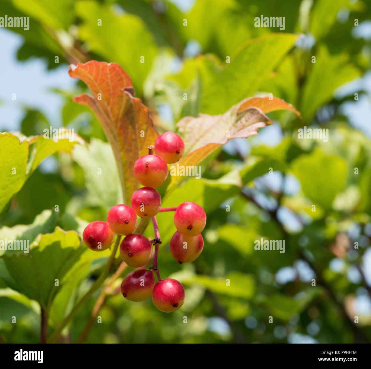 Square image of ripening berries of arrow-wood, also called snowball tree, guelder-rose or viburnum. Unfocused garden and blue sky at background with  Stock Photo