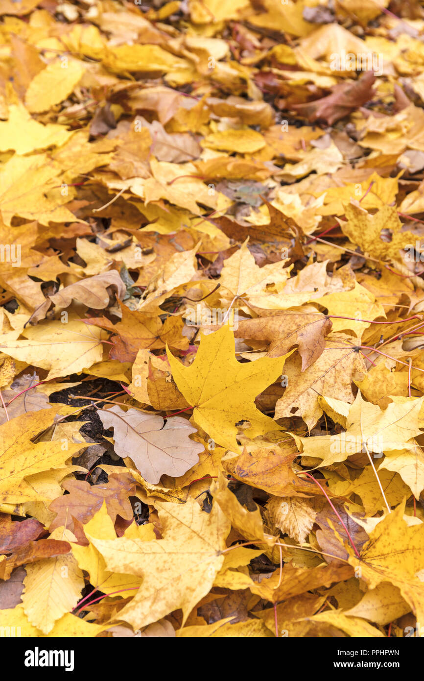 Dry leaves on ground hi-res stock photography and images - Alamy