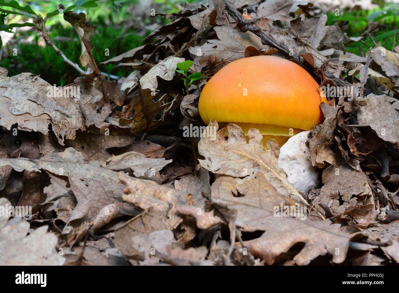 Hidden treasure, two nice specimen of Amanita caesarea or Caesar's mushrooms under the leaves in natural habitat, oak forest Stock Photo