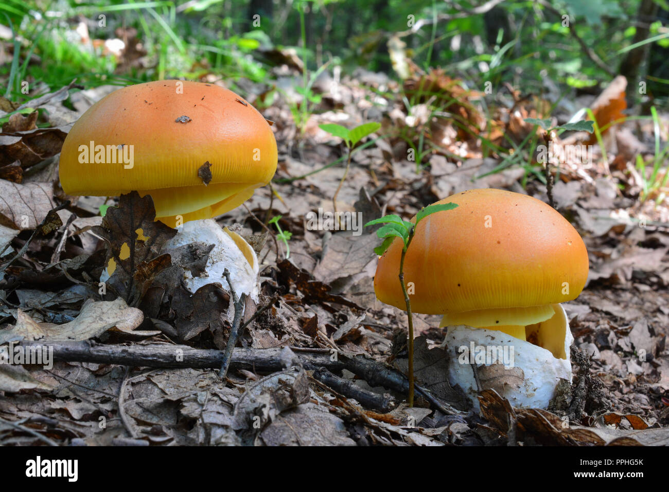 Two young specimen of Amanita caesarea, commonly known as Caesar's mushroom,  highly regarded edible mushroom in natural habitat, lowland oak forest Stock Photo