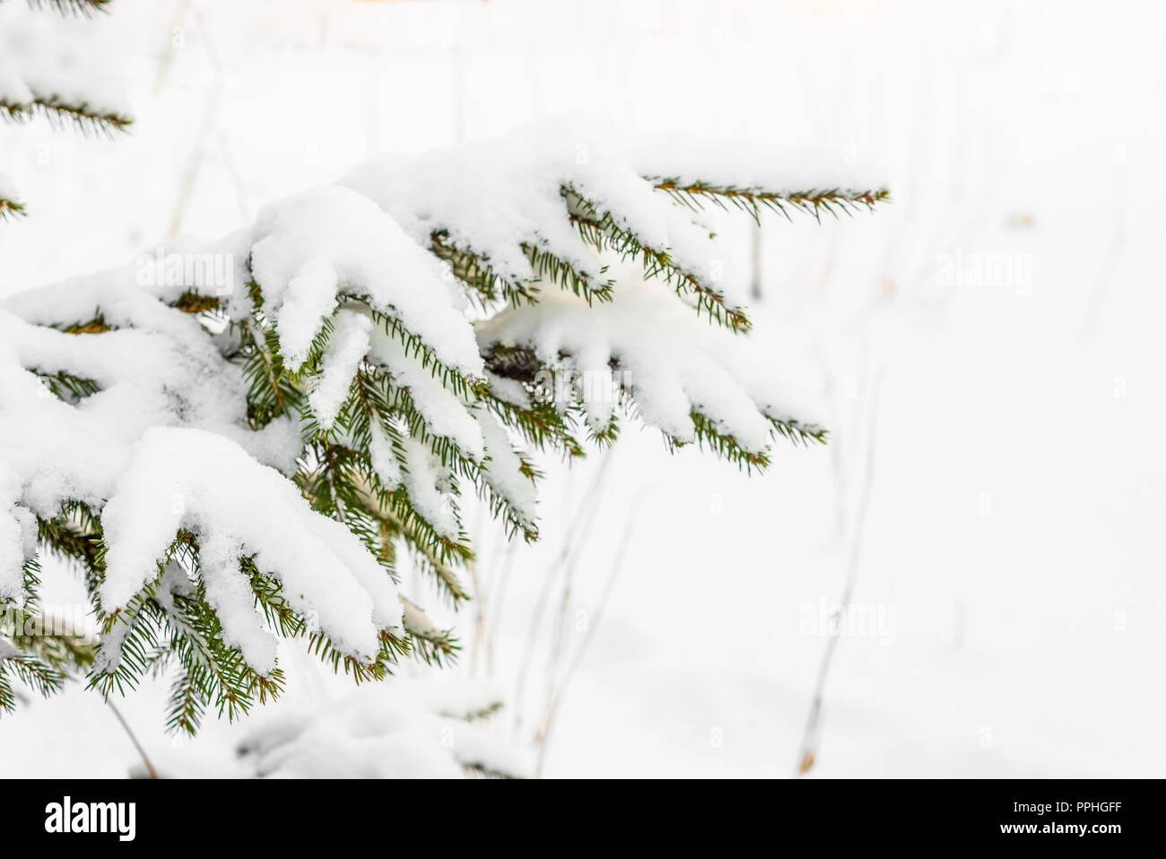 Christmas spruce tree in snow, branche covered with white snowy fluff