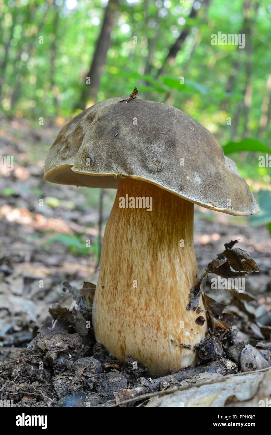 Boletus aereus, the dark cep or bronze bolete, highly prized and much