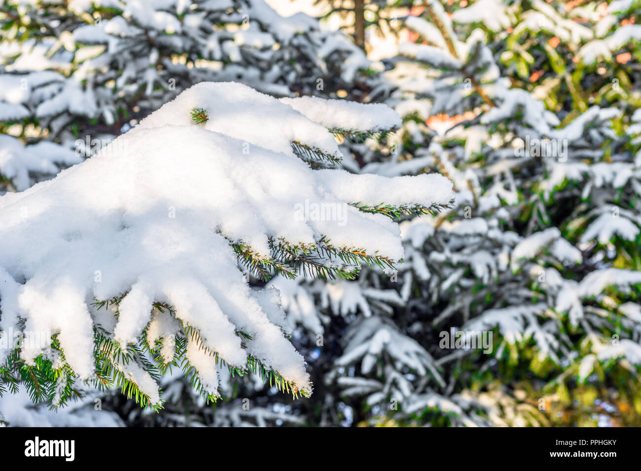 Christmas spruce trees in snow, branches covered with white snowy fluff