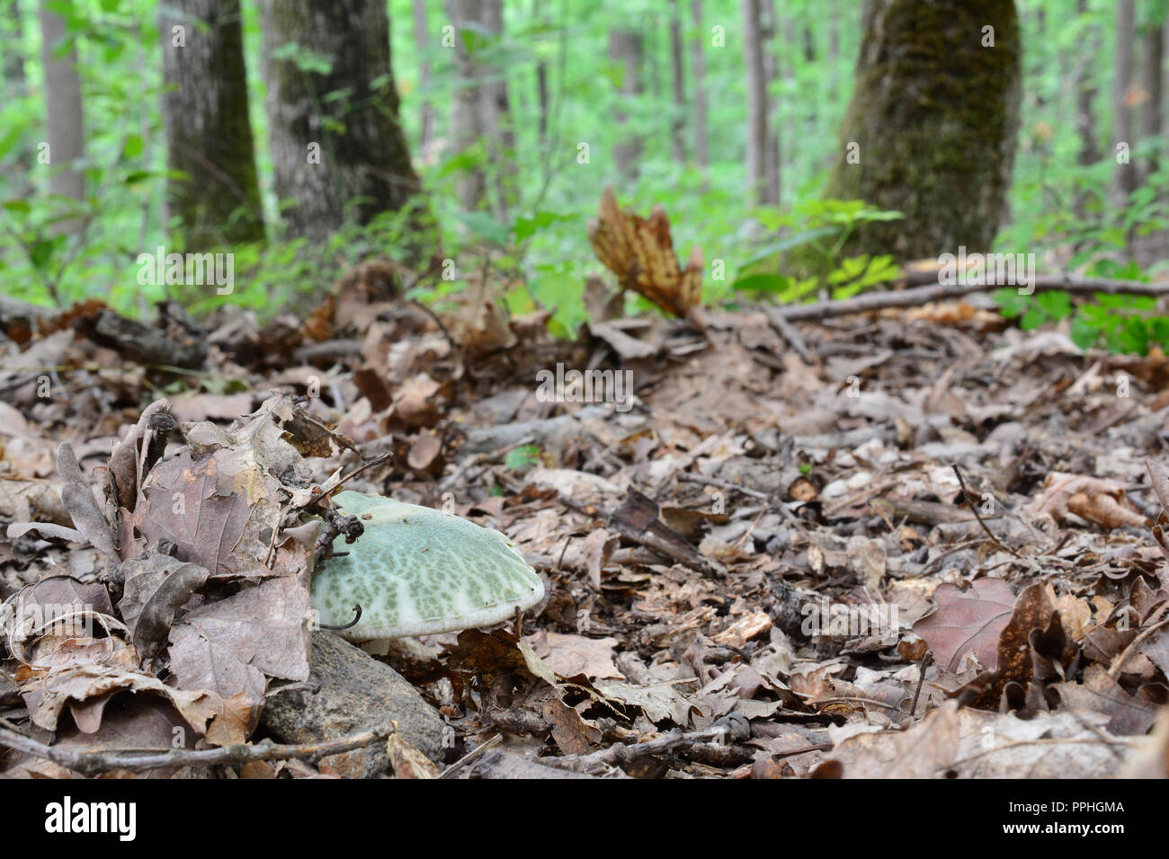 Young, healthy specimen of Russula virescens or Greencracked Brittlegill mushroom half hidden under the leaves in old oak forest Stock Photo