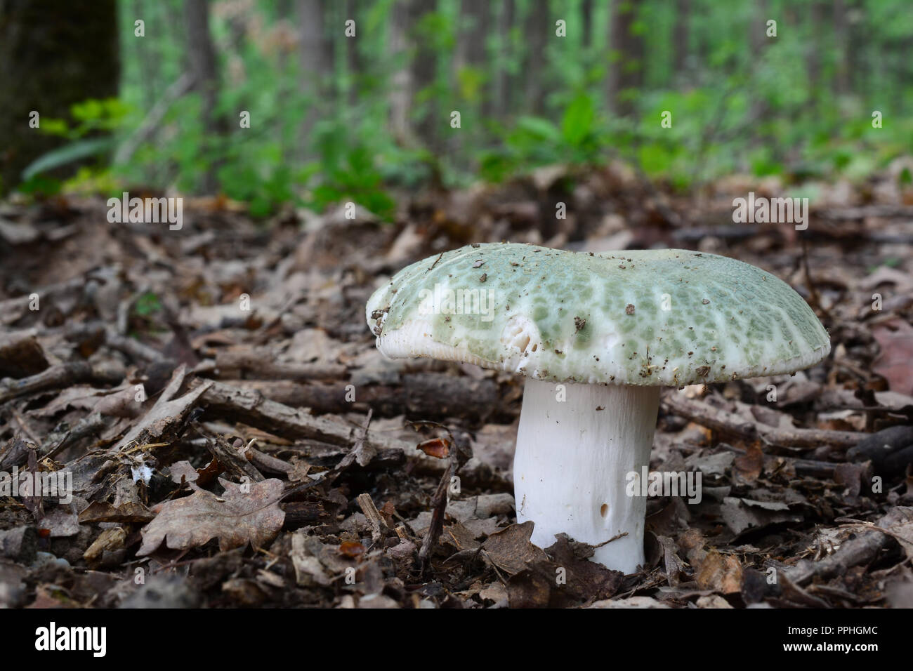 Close up view of nice specimen of Russula virescens  or Greencracked Brittlegill mushroom in natural habitat, old lowland oak forest Stock Photo