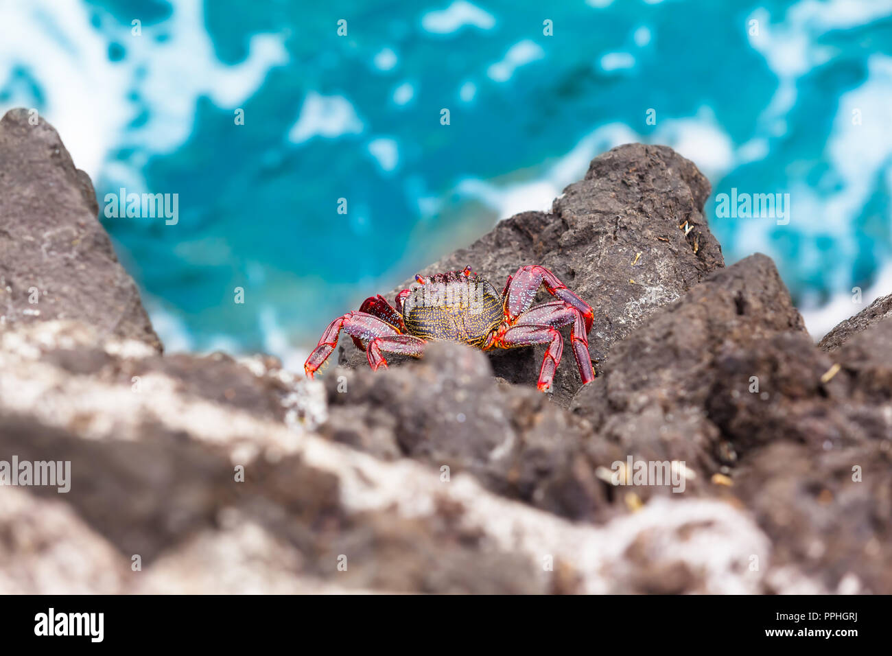 View down to crab species Grapsus adscensionis at rock cliff, Tenerife, Canary Islands (copy space) Stock Photo
