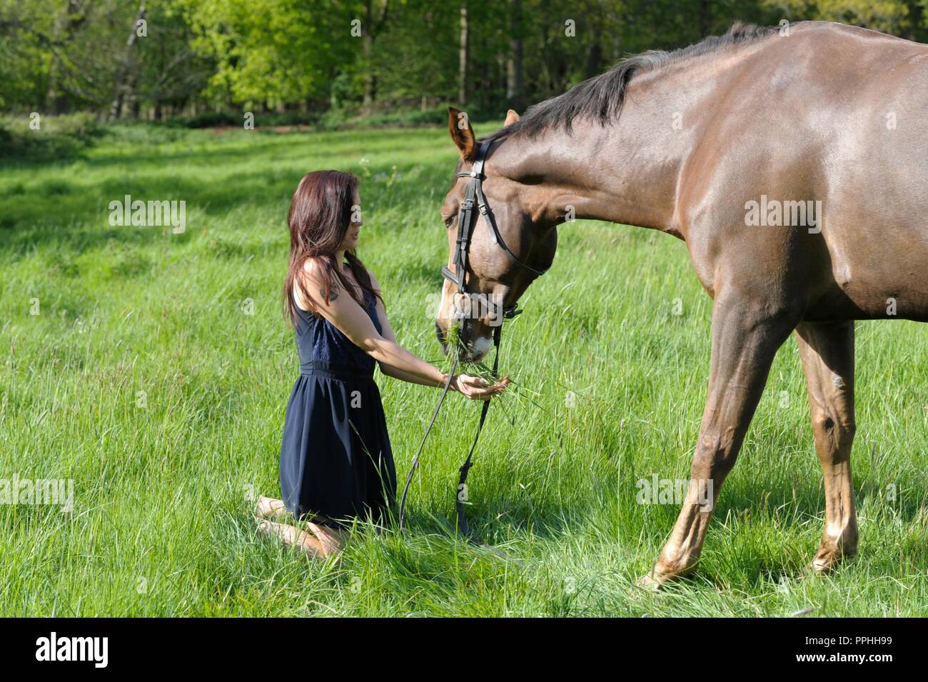 Beautiful girl with horse in a field Stock Photo Alamy