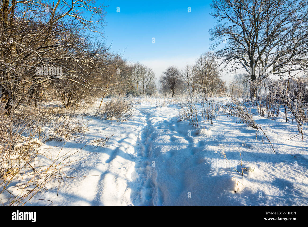 Scenic winter landscape with snow on path through park and blue sky ...