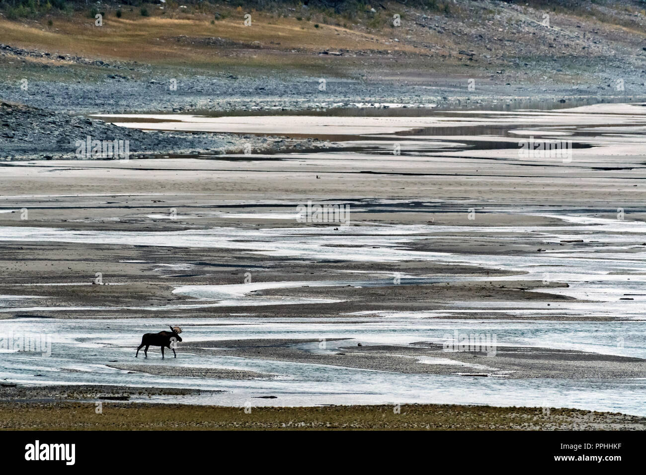 Alce (Alces alces), Moose. Medicine lake, Banff NP, Canada Stock Photo
