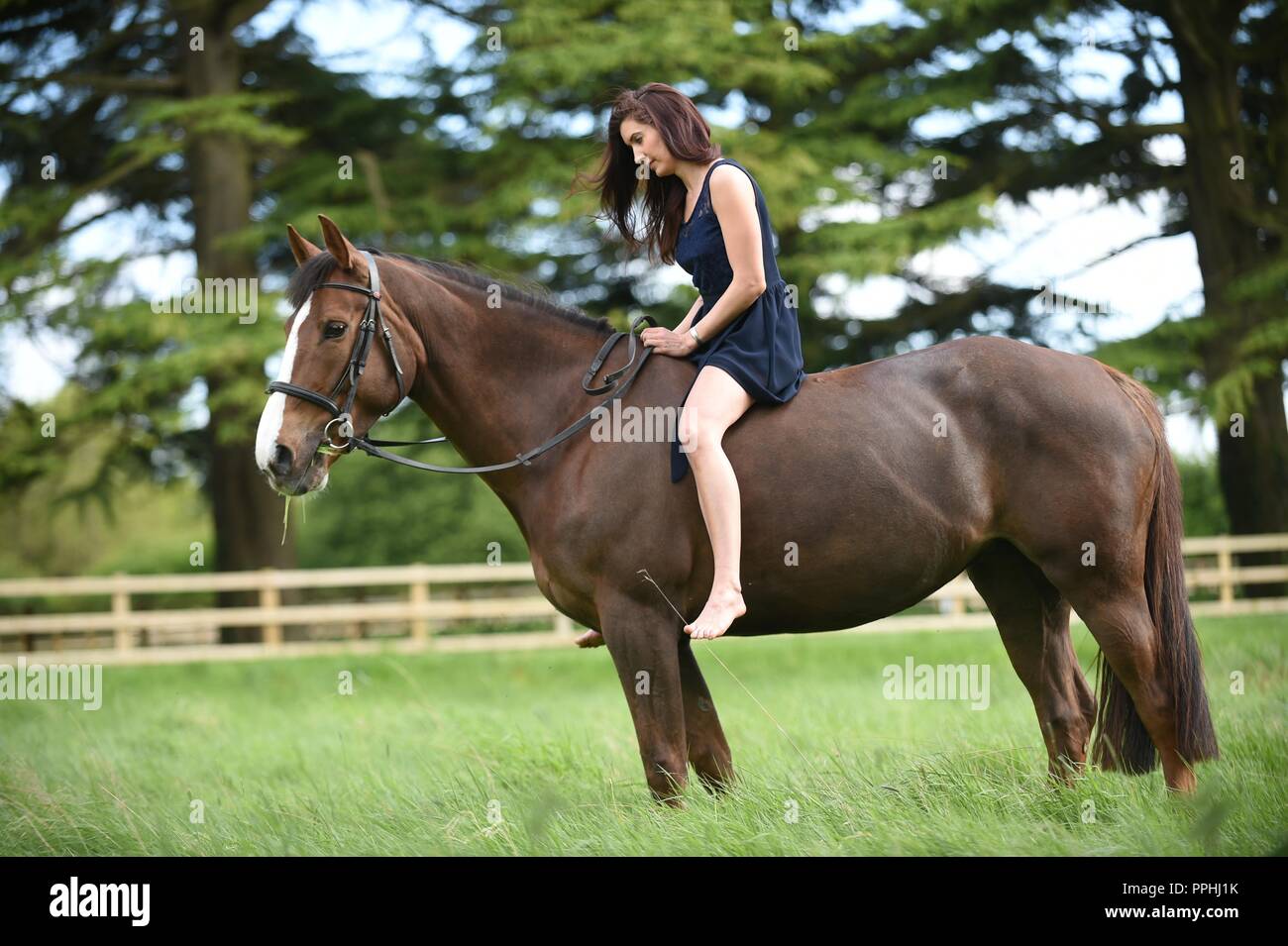 Beautiful girl with horse in a field Stock Photo Alamy