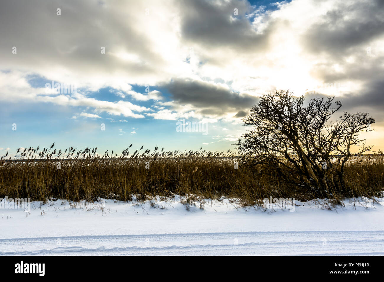 Lonely tree and reeds hi-res stock photography and images - Alamy