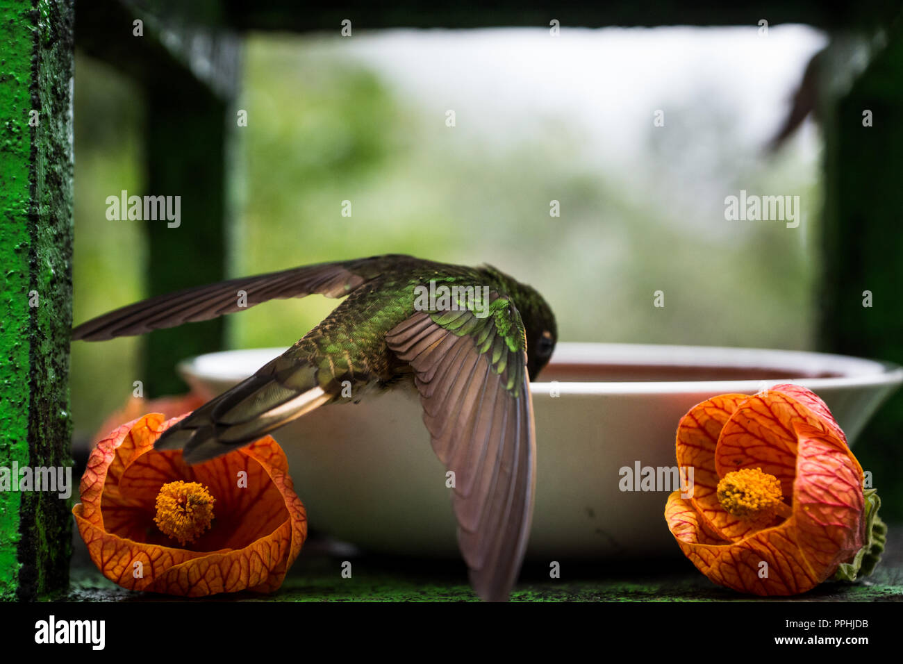 Hummingbird drinking with orange flowers Stock Photo Alamy